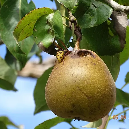 Au Pre De La Fauchee 別荘 *